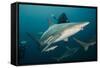 Shark and Remora, Shark Dive, Umkomaas, KwaZulu-Natal, South Africa-Pete Oxford-Framed Stretched Canvas