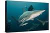 Shark and Remora, Shark Dive, Umkomaas, KwaZulu-Natal, South Africa-Pete Oxford-Stretched Canvas