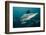 Shark and Remora, Shark Dive, Umkomaas, KwaZulu-Natal, South Africa-Pete Oxford-Framed Photographic Print