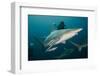 Shark and Remora, Shark Dive, Umkomaas, KwaZulu-Natal, South Africa-Pete Oxford-Framed Photographic Print