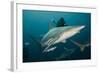 Shark and Remora, Shark Dive, Umkomaas, KwaZulu-Natal, South Africa-Pete Oxford-Framed Photographic Print