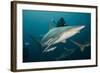 Shark and Remora, Shark Dive, Umkomaas, KwaZulu-Natal, South Africa-Pete Oxford-Framed Photographic Print