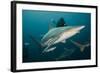 Shark and Remora, Shark Dive, Umkomaas, KwaZulu-Natal, South Africa-Pete Oxford-Framed Photographic Print