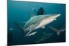 Shark and Remora, Shark Dive, Umkomaas, KwaZulu-Natal, South Africa-Pete Oxford-Mounted Photographic Print