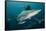 Shark and Remora, Shark Dive, Umkomaas, KwaZulu-Natal, South Africa-Pete Oxford-Framed Stretched Canvas