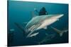 Shark and Remora, Shark Dive, Umkomaas, KwaZulu-Natal, South Africa-Pete Oxford-Stretched Canvas