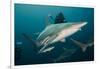 Shark and Remora, Shark Dive, Umkomaas, KwaZulu-Natal, South Africa-Pete Oxford-Framed Photographic Print