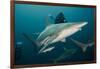 Shark and Remora, Shark Dive, Umkomaas, KwaZulu-Natal, South Africa-Pete Oxford-Framed Photographic Print