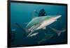 Shark and Remora, Shark Dive, Umkomaas, KwaZulu-Natal, South Africa-Pete Oxford-Framed Photographic Print