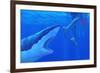 Shark Attack-Chris Butler-Framed Photographic Print