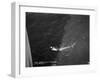 Shark Caught by the Cruise Ship 'Atlantis, Off Bathurst, Gambia, 20th Century-null-Framed Giclee Print