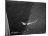 Shark Caught by the Cruise Ship 'Atlantis, Off Bathurst, Gambia, 20th Century-null-Mounted Giclee Print