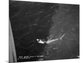 Shark Caught by the Cruise Ship 'Atlantis, Off Bathurst, Gambia, 20th Century-null-Mounted Giclee Print