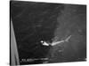 Shark Caught by the Cruise Ship 'Atlantis, Off Bathurst, Gambia, 20th Century-null-Stretched Canvas