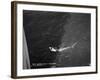 Shark Caught by the Cruise Ship 'Atlantis, Off Bathurst, Gambia, 20th Century-null-Framed Giclee Print