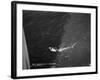 Shark Caught by the Cruise Ship 'Atlantis, Off Bathurst, Gambia, 20th Century-null-Framed Giclee Print