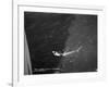 Shark Caught by the Cruise Ship 'Atlantis, Off Bathurst, Gambia, 20th Century-null-Framed Giclee Print