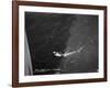 Shark Caught by the Cruise Ship 'Atlantis, Off Bathurst, Gambia, 20th Century-null-Framed Giclee Print