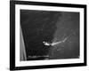 Shark Caught by the Cruise Ship 'Atlantis, Off Bathurst, Gambia, 20th Century-null-Framed Giclee Print