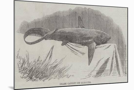 Shark Caught Off Exmouth-null-Mounted Giclee Print