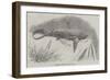 Shark Caught Off Exmouth-null-Framed Giclee Print