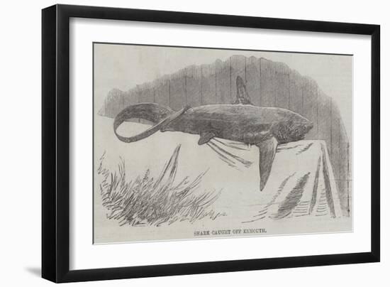 Shark Caught Off Exmouth-null-Framed Giclee Print