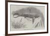 Shark Caught Off Exmouth-null-Framed Giclee Print