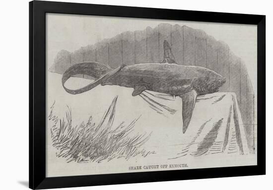 Shark Caught Off Exmouth-null-Framed Giclee Print