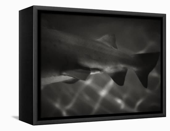 Shark Dorsal Fin-Henry Horenstein-Framed Stretched Canvas