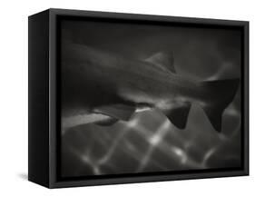 Shark Dorsal Fin-Henry Horenstein-Framed Stretched Canvas