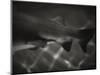 Shark Dorsal Fin-Henry Horenstein-Mounted Photographic Print