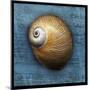 Shark Eye 2-John W Golden-Mounted Giclee Print