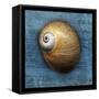 Shark Eye 2-John W Golden-Framed Stretched Canvas