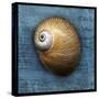 Shark Eye 2-John W Golden-Stretched Canvas