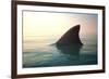 Shark Fin above Ocean Water-null-Framed Photographic Print