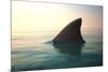 Shark Fin above Ocean Water-null-Mounted Photographic Print