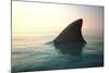 Shark Fin above Ocean Water-null-Mounted Photographic Print