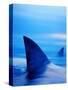 Shark Fins Cutting Surface of Water-Randy Faris-Stretched Canvas