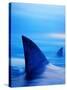 Shark Fins Cutting Surface of Water-Randy Faris-Stretched Canvas