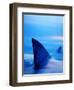 Shark Fins Cutting Surface of Water-Randy Faris-Framed Premium Photographic Print