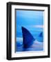 Shark Fins Cutting Surface of Water-Randy Faris-Framed Premium Photographic Print