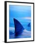 Shark Fins Cutting Surface of Water-Randy Faris-Framed Photographic Print