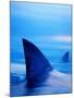 Shark Fins Cutting Surface of Water-Randy Faris-Mounted Photographic Print