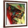 Shark Head Study 1-Shark Toof-Framed Art Print