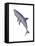 Shark Illustration, White Background-null-Framed Stretched Canvas