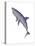 Shark Illustration, White Background-null-Stretched Canvas