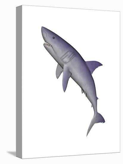 Shark Illustration, White Background-null-Stretched Canvas