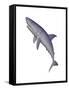 Shark Illustration, White Background-null-Framed Stretched Canvas