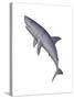 Shark Illustration, White Background-null-Stretched Canvas