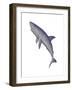 Shark Illustration, White Background-null-Framed Art Print